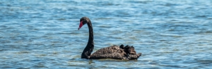 Black swan in water in front of skyscrapers