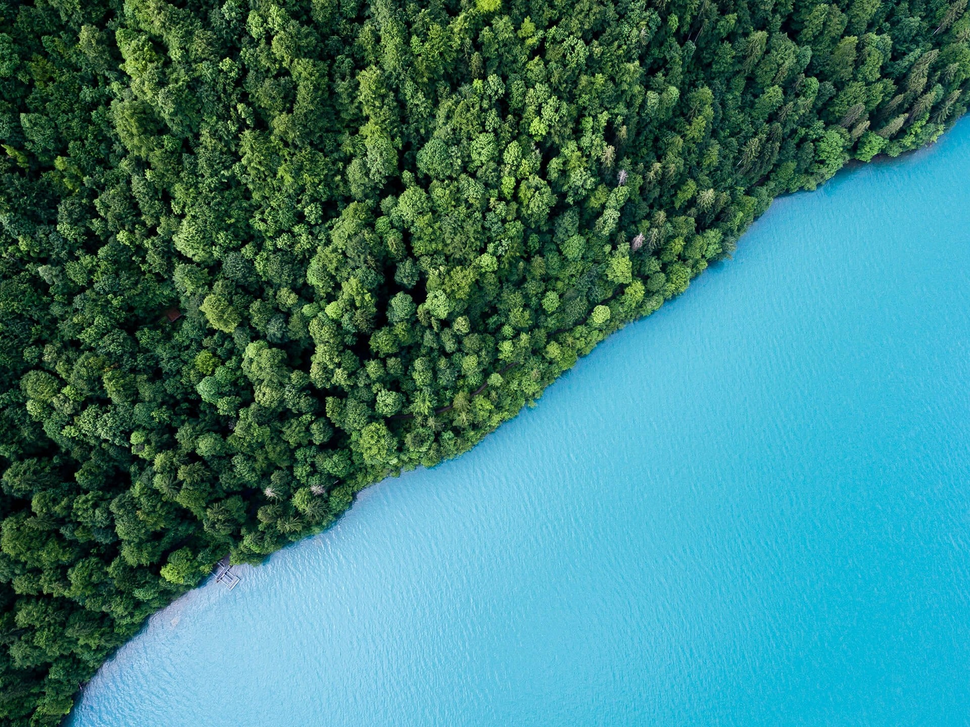 blue sea shore meets dense green forest