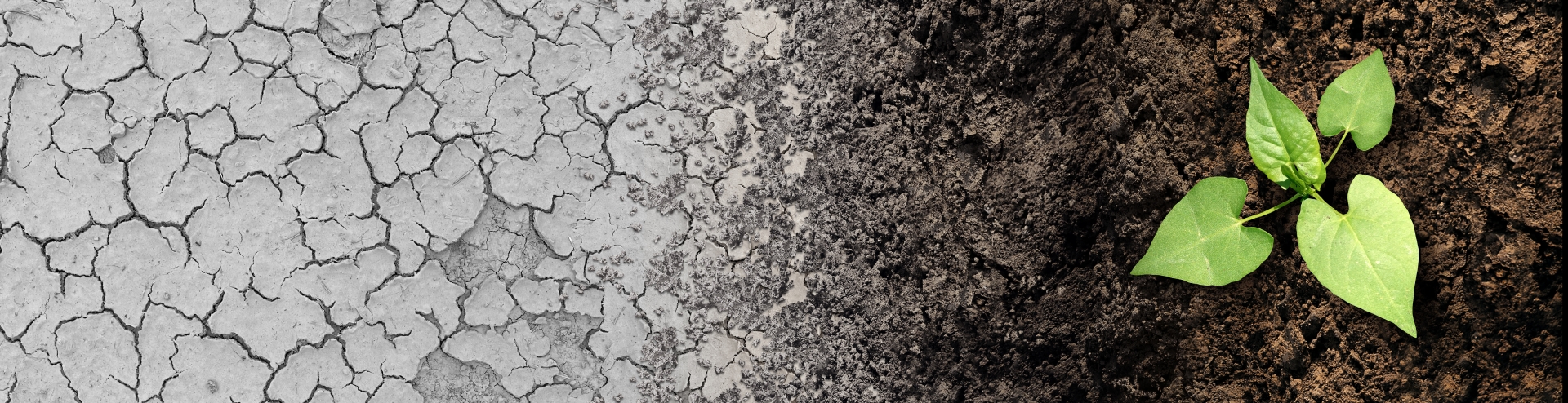 Climate change cycle as a dried or dry cracked land suffering from drought turning into rich moist organic earth with a growing young plant as a composite.